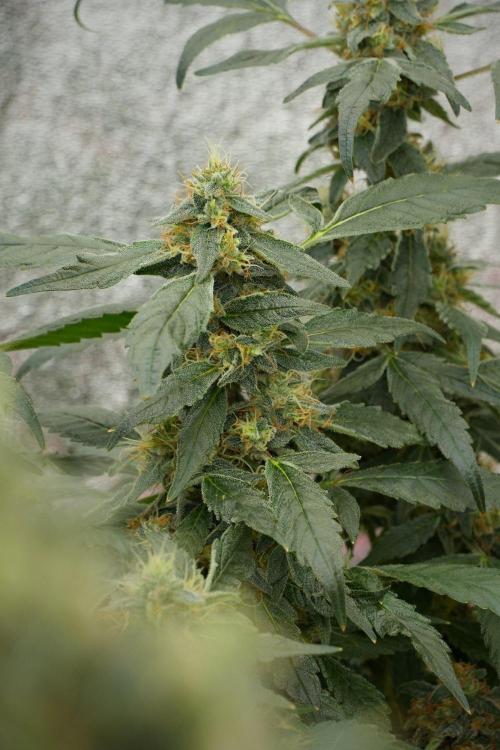Pheno B Purple Haze By Zamnesia. Week 13 - Pheno B Purple Haze