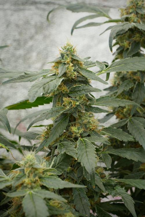 Pheno B Purple Haze By Zamnesia. Week 13 - Pheno B Purple Haze