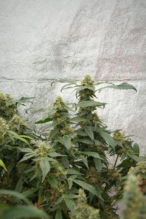 Pheno B Purple Haze By Zamnesia. Week 13 - Pheno B Purple Haze