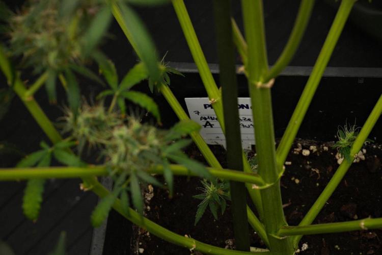 Amnesia Haze Auto by Zamnesia Pheno A. Week 13 - Amnesia Haze Auto  Pheno A
