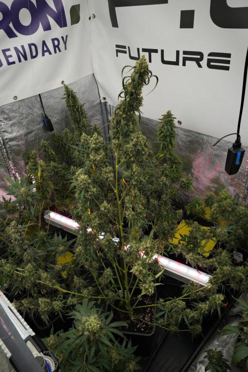 Amnesia Haze Auto by Zamnesia Pheno A. Week 13 - Amnesia Haze Auto  Pheno A