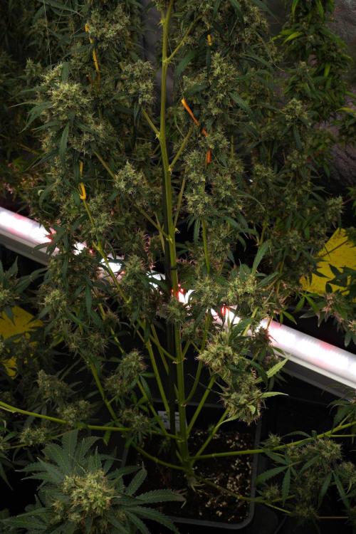 Amnesia Haze Auto by Zamnesia Pheno A. Week 13 - Amnesia Haze Auto  Pheno A