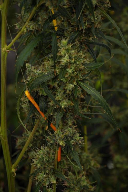 Amnesia Haze Auto by Zamnesia Pheno A. Week 13 - Amnesia Haze Auto  Pheno A