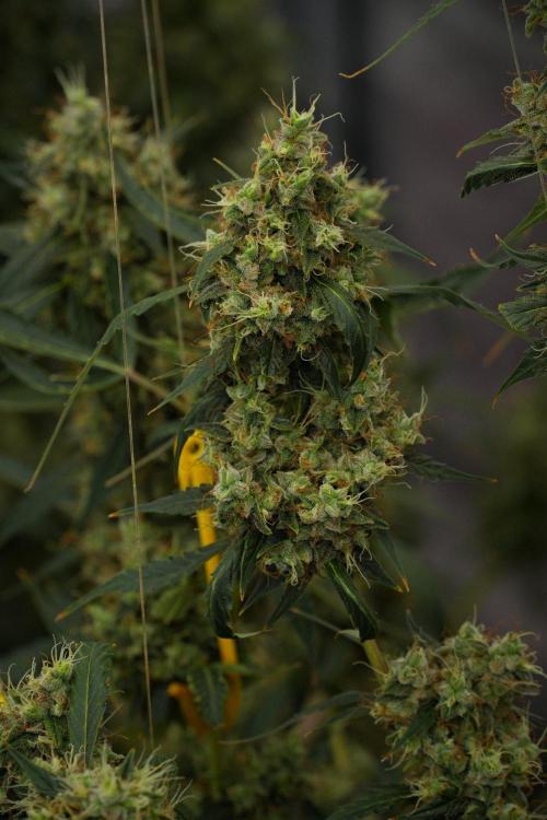 Amnesia Haze Auto by Zamnesia Pheno A. Week 13 - Amnesia Haze Auto  Pheno A