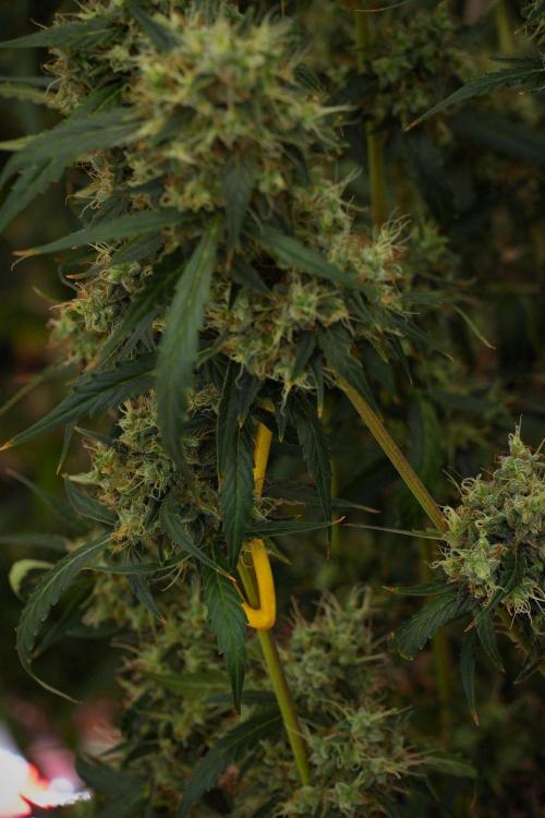 Amnesia Haze Auto by Zamnesia Pheno A. Week 13 - Amnesia Haze Auto  Pheno A