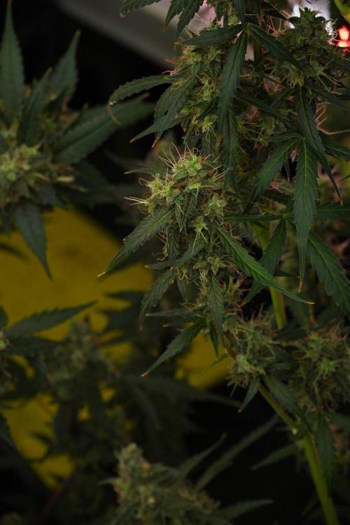 Amnesia Haze Auto by Zamnesia Pheno A. Week 13 - Amnesia Haze Auto  Pheno A