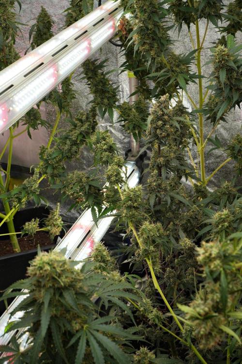 Amnesia Haze Auto by Zamnesia Pheno A. Week 13 - Amnesia Haze Auto  Pheno A