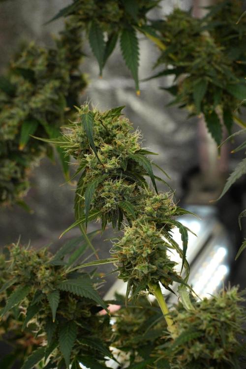 Amnesia Haze Auto by Zamnesia Pheno A. Week 13 - Amnesia Haze Auto  Pheno A