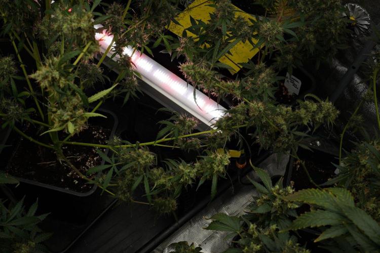 Amnesia Haze Auto by Zamnesia Pheno A. Week 13 - Amnesia Haze Auto  Pheno A