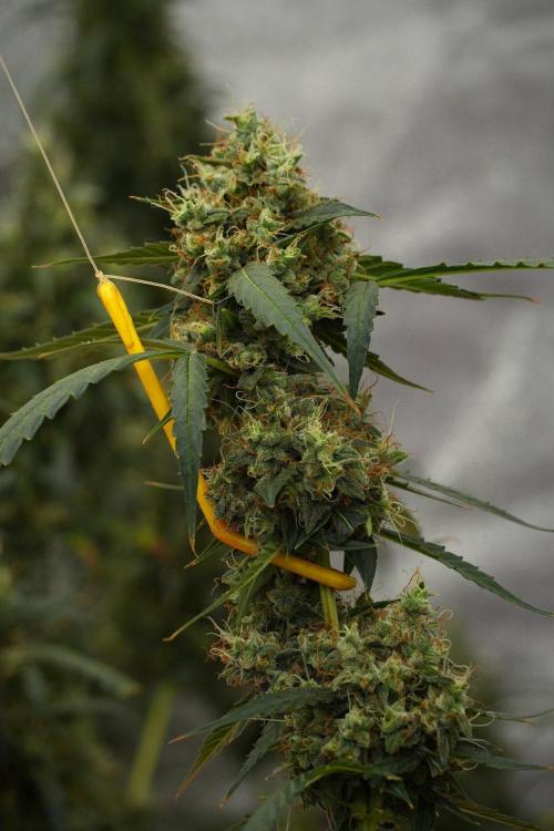 Amnesia Haze Auto by Zamnesia Pheno A. Week 13 - Amnesia Haze Auto  Pheno A