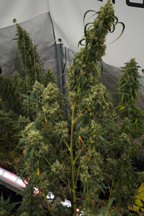 Amnesia Haze Auto by Zamnesia Pheno A. Week 13 - Amnesia Haze Auto  Pheno A