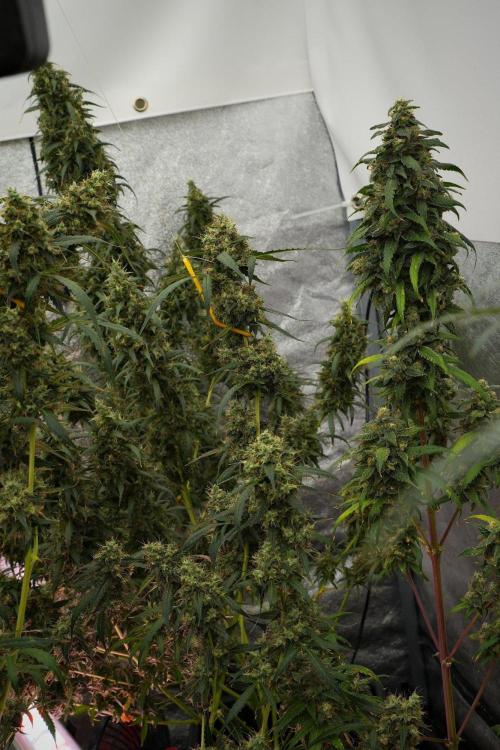 Amnesia Haze Auto by Zamnesia Pheno A. Week 13 - Amnesia Haze Auto  Pheno A
