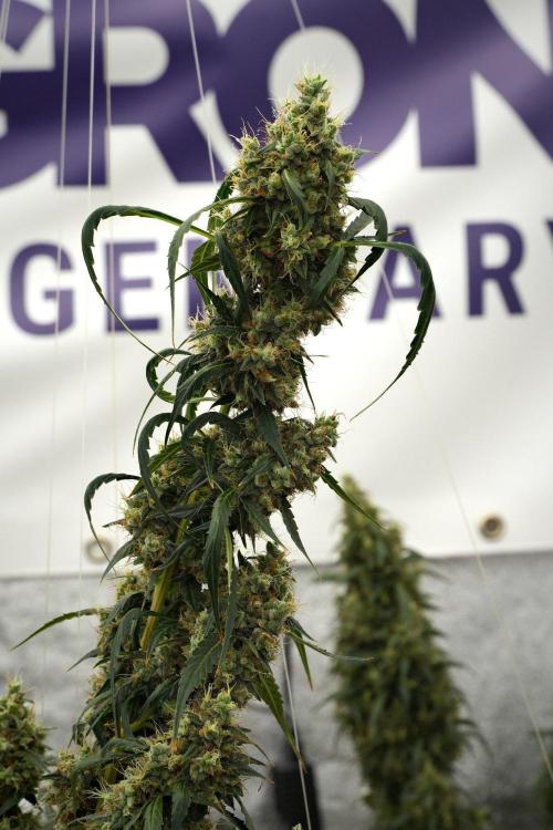 Amnesia Haze Auto by Zamnesia Pheno A. Week 13 - Amnesia Haze Auto  Pheno A