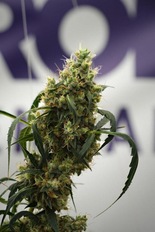 Amnesia Haze Auto by Zamnesia Pheno A. Week 13 - Amnesia Haze Auto  Pheno A