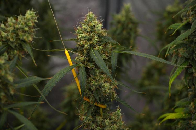 Amnesia Haze Auto by Zamnesia Pheno A. Week 13 - Amnesia Haze Auto  Pheno A