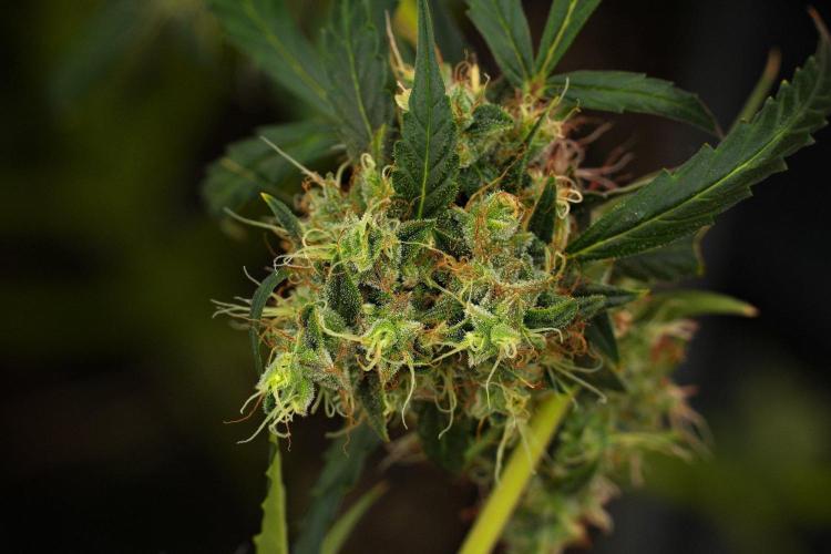 Amnesia Haze Auto by Zamnesia Pheno A. Week 13 - Amnesia Haze Auto  Pheno A