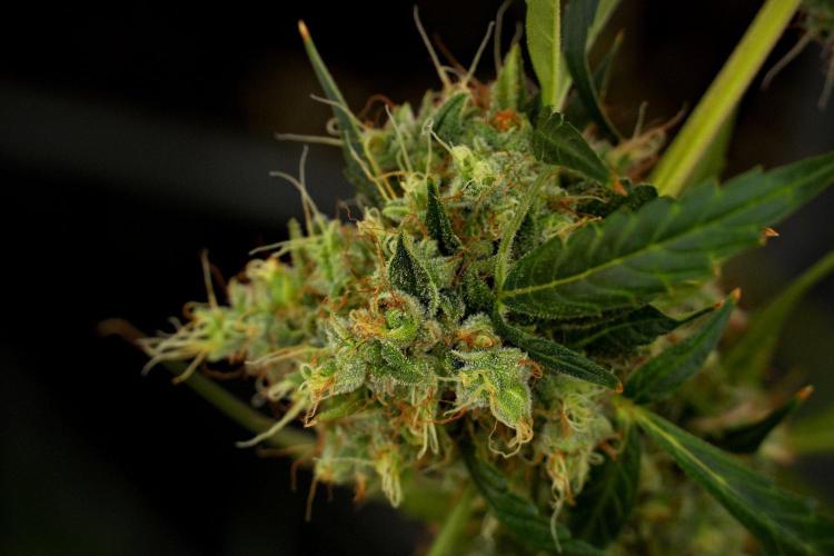 Amnesia Haze Auto by Zamnesia Pheno A. Week 13 - Amnesia Haze Auto  Pheno A