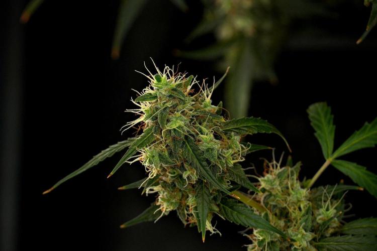 Amnesia Haze Auto by Zamnesia Pheno A. Week 13 - Amnesia Haze Auto  Pheno A