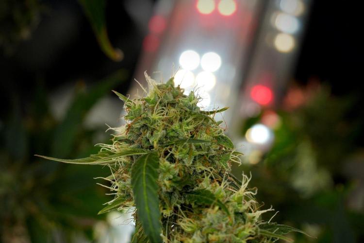 Amnesia Haze Auto by Zamnesia Pheno A. Week 13 - Amnesia Haze Auto  Pheno A