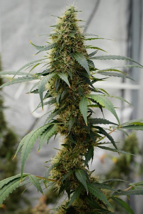 Pheno B Amnesia Haze Auto by Zamnesia. Week 13 - Pheno B Amnesia Haze Auto