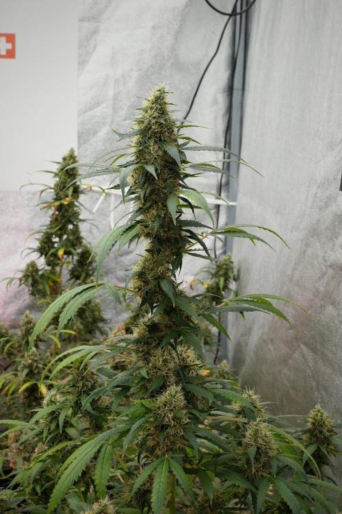 Pheno B Amnesia Haze Auto by Zamnesia. Week 13 - Pheno B Amnesia Haze Auto