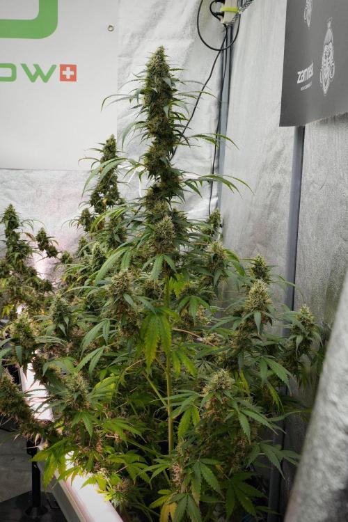 Pheno B Amnesia Haze Auto by Zamnesia. Week 13 - Pheno B Amnesia Haze Auto