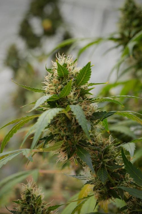 Pheno B Amnesia Haze Auto by Zamnesia. Week 13 - Pheno B Amnesia Haze Auto