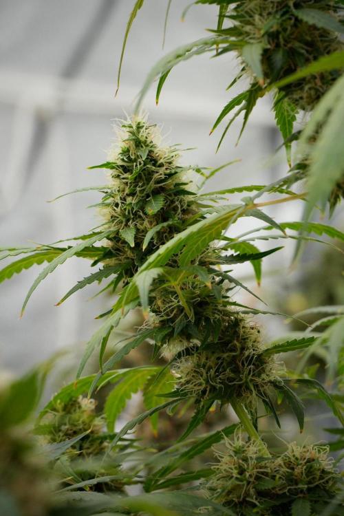 Pheno B Amnesia Haze Auto by Zamnesia. Week 13 - Pheno B Amnesia Haze Auto