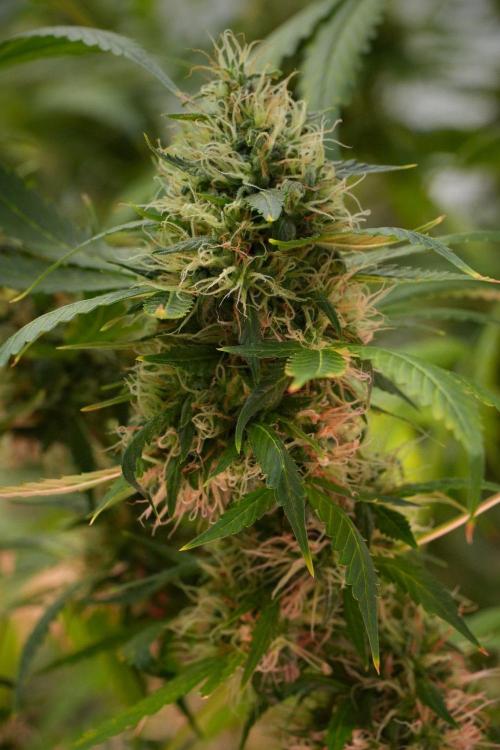 Pheno B Amnesia Haze Auto by Zamnesia. Week 13 - Pheno B Amnesia Haze Auto