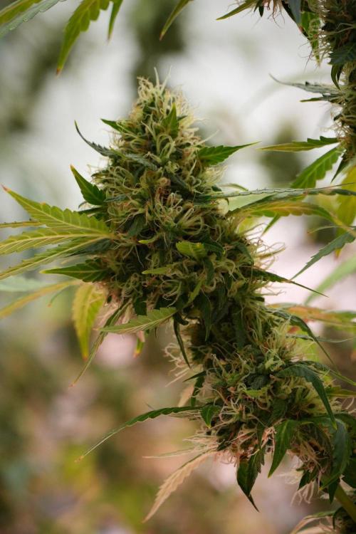 Pheno B Amnesia Haze Auto by Zamnesia. Week 13 - Pheno B Amnesia Haze Auto