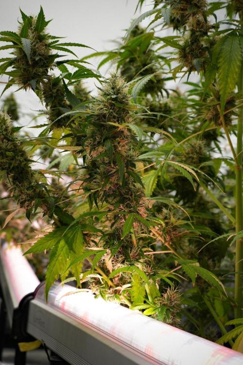 Pheno B Amnesia Haze Auto by Zamnesia. Week 13 - Pheno B Amnesia Haze Auto