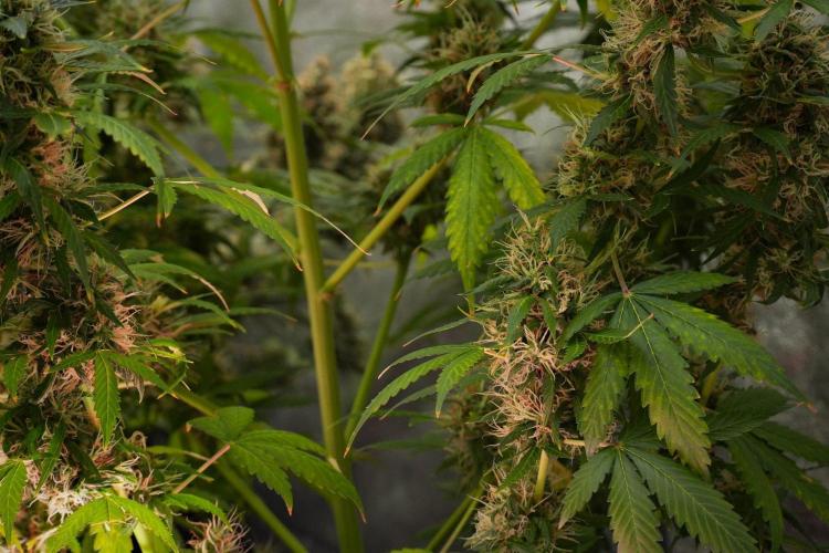 Pheno B Amnesia Haze Auto by Zamnesia. Week 13 - Pheno B Amnesia Haze Auto
