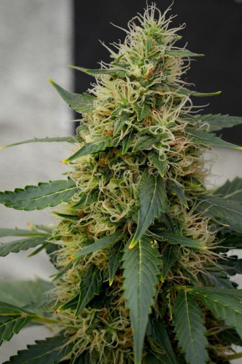 Pheno B Amnesia Haze Auto by Zamnesia. Week 13 - Pheno B Amnesia Haze Auto