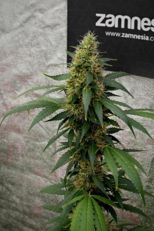 Pheno B Amnesia Haze Auto by Zamnesia. Week 13 - Pheno B Amnesia Haze Auto