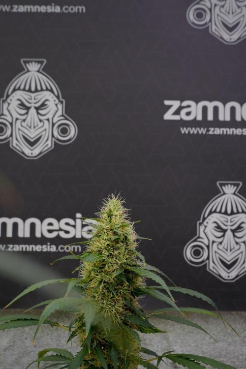 Pheno B Amnesia Haze Auto by Zamnesia. Week 13 - Pheno B Amnesia Haze Auto