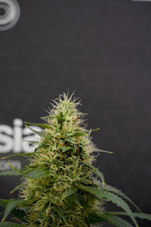 Pheno B Amnesia Haze Auto by Zamnesia. Week 13 - Pheno B Amnesia Haze Auto