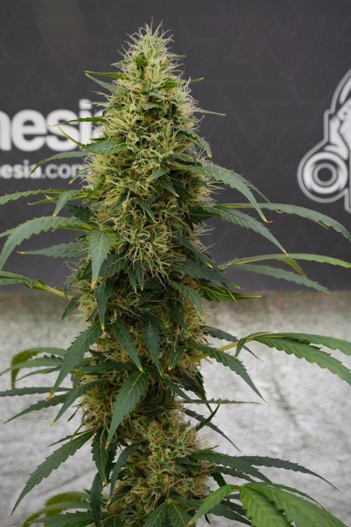 Pheno B Amnesia Haze Auto by Zamnesia. Week 13 - Pheno B Amnesia Haze Auto