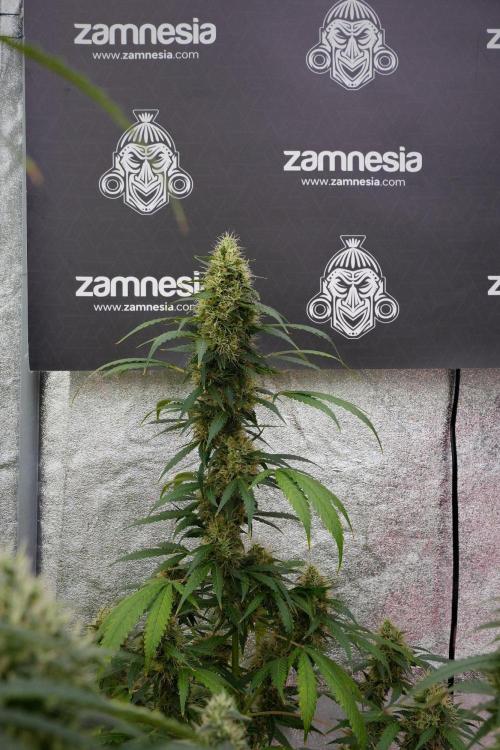 Pheno B Amnesia Haze Auto by Zamnesia. Week 13 - Pheno B Amnesia Haze Auto