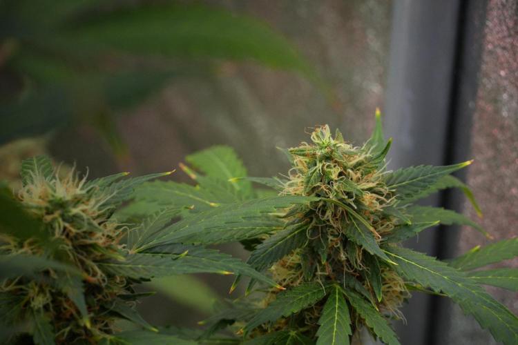 Pheno B Amnesia Haze Auto by Zamnesia. Week 13 - Pheno B Amnesia Haze Auto