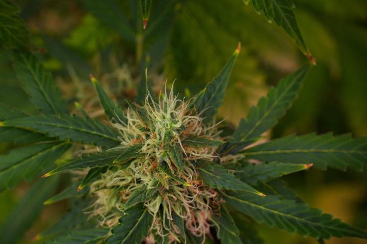 Pheno B Amnesia Haze Auto by Zamnesia. Week 13 - Pheno B Amnesia Haze Auto