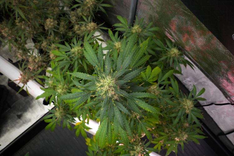 Pheno B Amnesia Haze Auto by Zamnesia. Week 13 - Pheno B Amnesia Haze Auto
