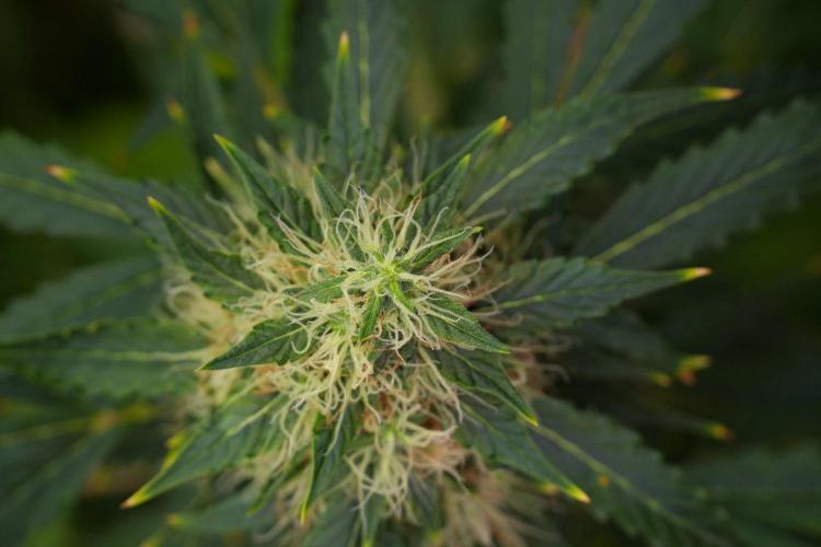 Pheno B Amnesia Haze Auto by Zamnesia. Week 13 - Pheno B Amnesia Haze Auto