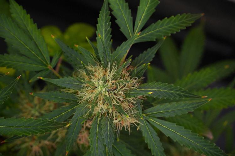 Pheno B Amnesia Haze Auto by Zamnesia. Week 13 - Pheno B Amnesia Haze Auto