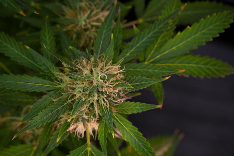 Pheno B Amnesia Haze Auto by Zamnesia. Week 13 - Pheno B Amnesia Haze Auto