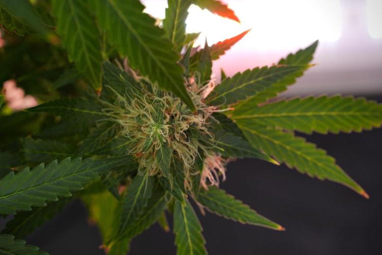 Pheno B Amnesia Haze Auto by Zamnesia. Week 13 - Pheno B Amnesia Haze Auto