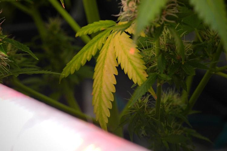 Pheno B Amnesia Haze Auto by Zamnesia. Week 13 - Pheno B Amnesia Haze Auto