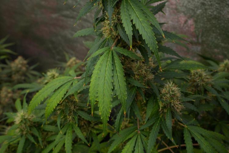Pheno B Amnesia Haze Auto by Zamnesia. Week 13 - Pheno B Amnesia Haze Auto
