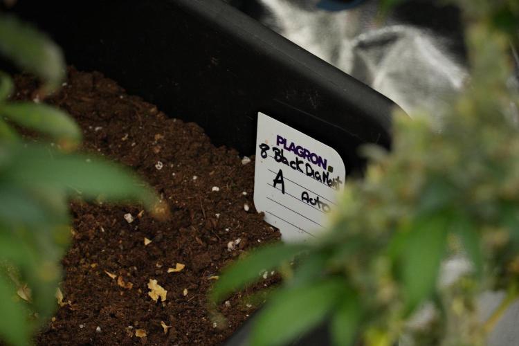 Black Diamond Auto By Zamnesia Pheno A. Week 13 - Black Diamond Auto  Pheno A