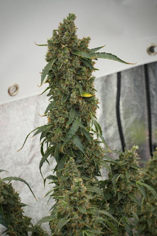 Black Diamond Auto By Zamnesia Pheno A. Week 13 - Black Diamond Auto  Pheno A