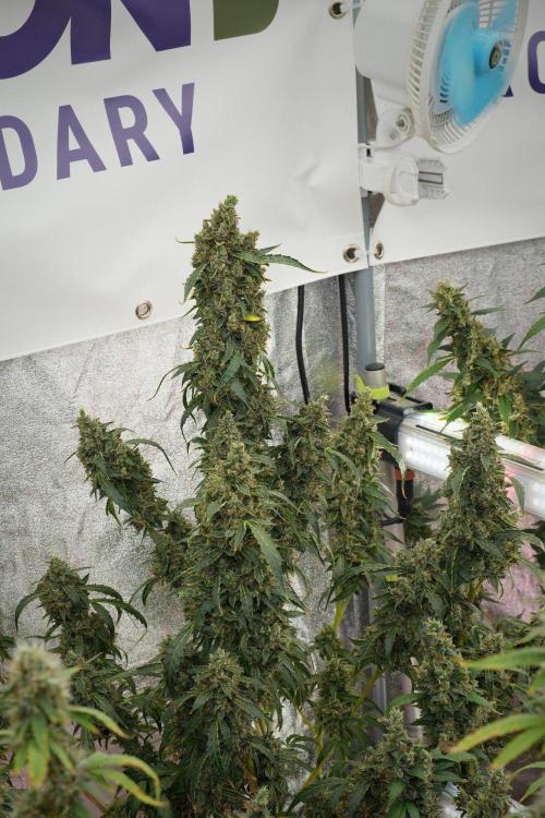 Black Diamond Auto By Zamnesia Pheno A. Week 13 - Black Diamond Auto  Pheno A